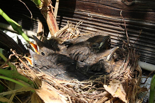Blackbird Nest with Babies, Turdus Merula, Amsel Hungry young common blackbirds (Turdus merula) in their nest. aufzucht stock pictures, royalty-free photos & images