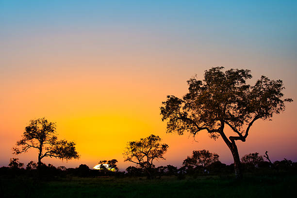 sonnenuntergang im kruger nationalpark, südafrika - kruger national park national park southern africa africa stock-fotos und bilder