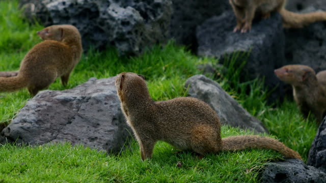 Small Asian Mongoose Family