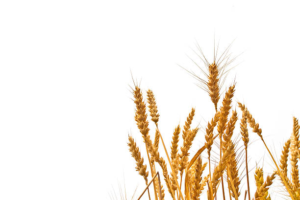 istock Wheat ears in the field on white background 500387915