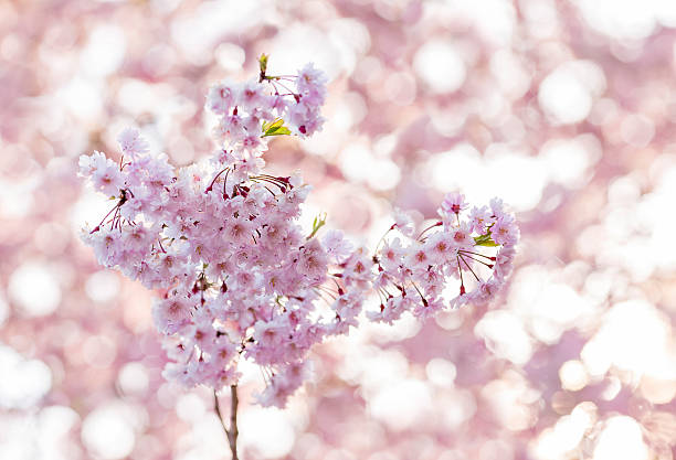 istock Flowers Japanese cherry. 500388464