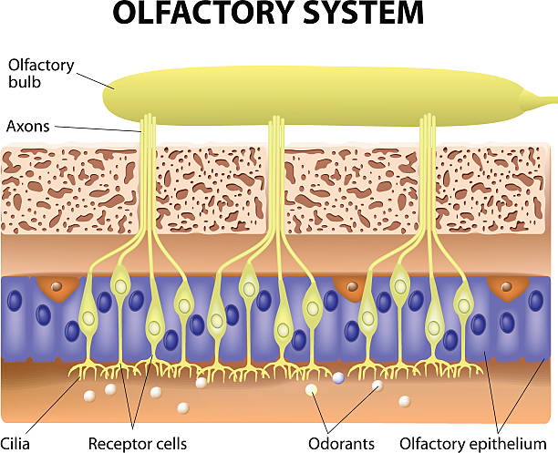 벡터 다이어그램 받게 되며 그 결과 후각 시스템 - glomerulus stock illustrations