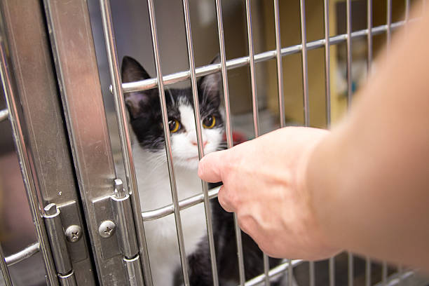 istock Adopting or Purchasing a Baby Kitten from Amimal Shelter 500389069
