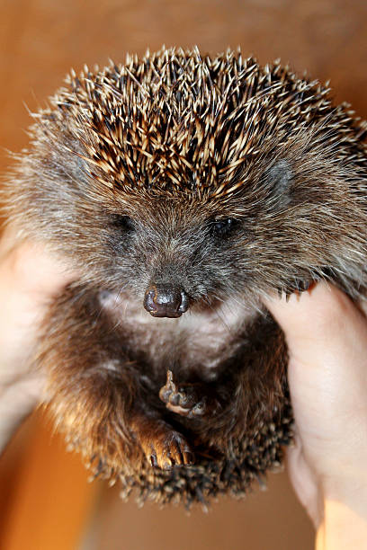 istock Hedgehog in the hands of man. 500389464