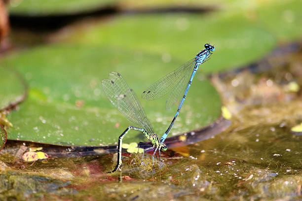 image de bleu damselflies s'accoupler, dans le bassin du jardin de la ponte des œufs de la - lily pond photos et images de collection