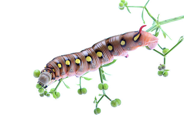 istock Caterpillar of Bedstraw Hawk-Moth isolated on white 500390309
