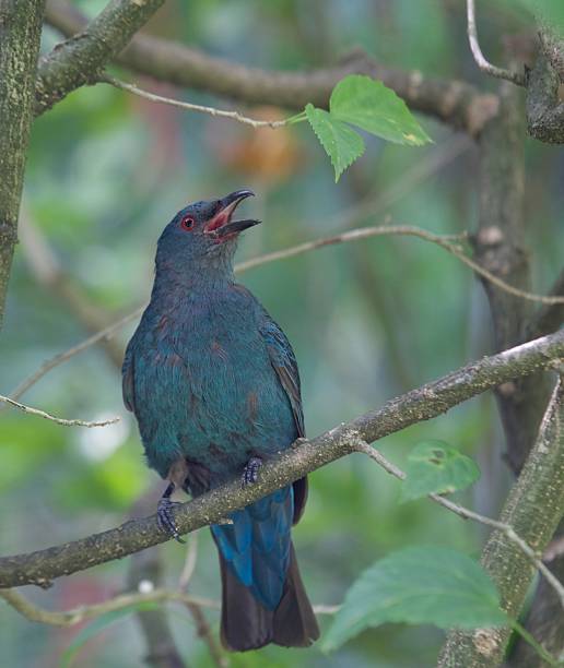 istock Asian Fairy-Bluebird 500390649