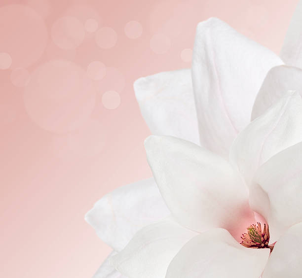 istock pink cream background with white Magnolia and Bokeh 500390706