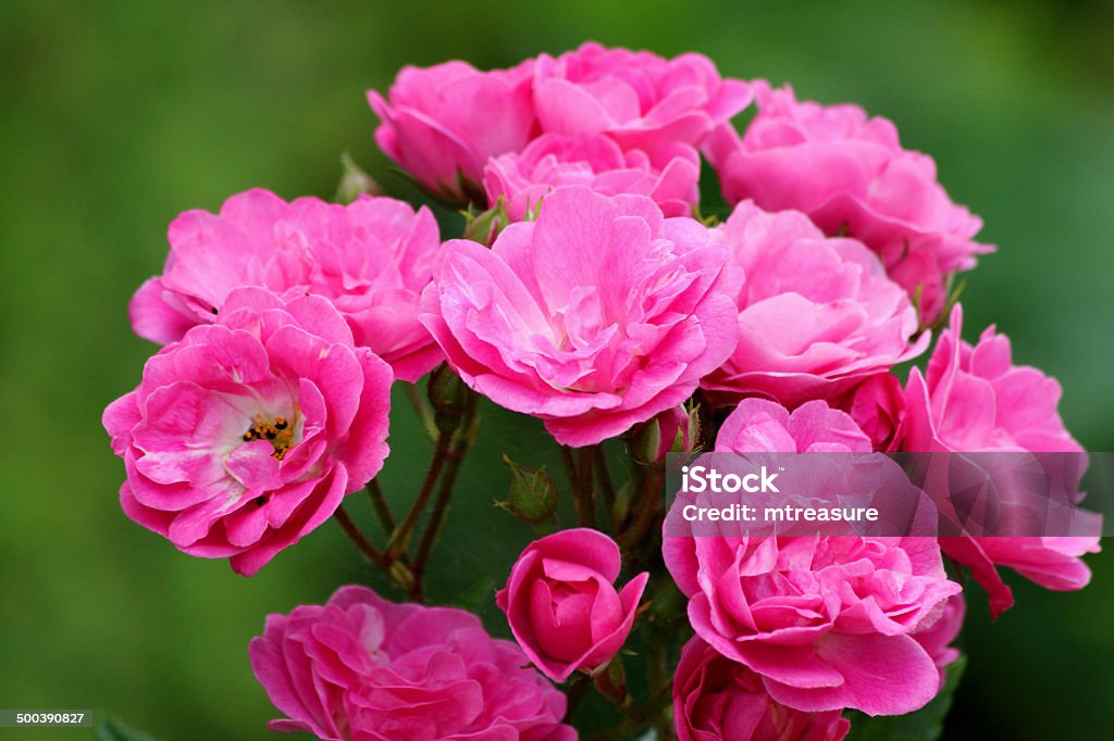 Różowy floribunda Krzak róż, Kwiat klastra, ogród tle liści rozmyte - Zbiór zdjęć royalty-free (Bez ludzi)