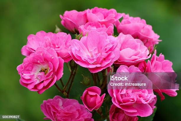 Różowy Floribunda Krzak Róż Kwiat Klastra Ogród Tle Liści Rozmyte - zdjęcia stockowe i więcej obrazów Bez ludzi