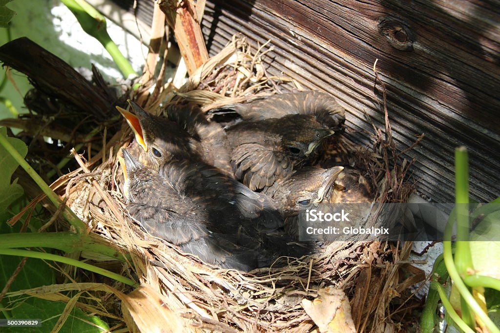 Blackbird Babies in their Nest, Turdus Merula, Amsel Blackbird babies (Turdus merula) in their nest. They are hungry and wait for food. Animal Stock Photo