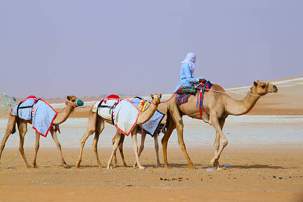 istock Camels crossing desert with rider in UAE 500391029