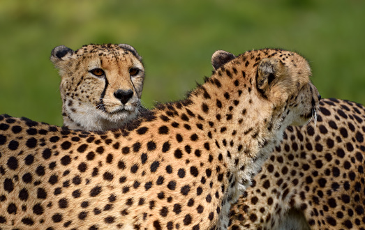 close-up photo of two cheetahs