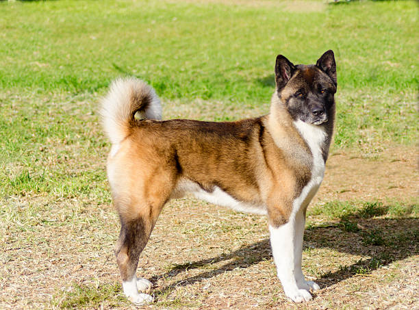 istock American Akita 500391566