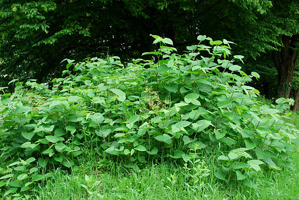 istock Invasive species on the rise in spring 500391806