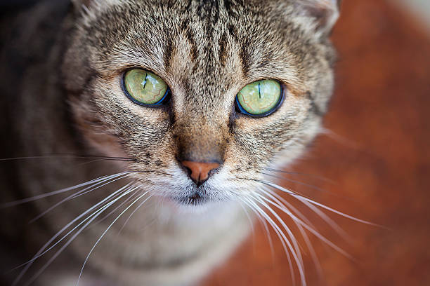 istock common European cat with green eyes and grey fur. 500391824