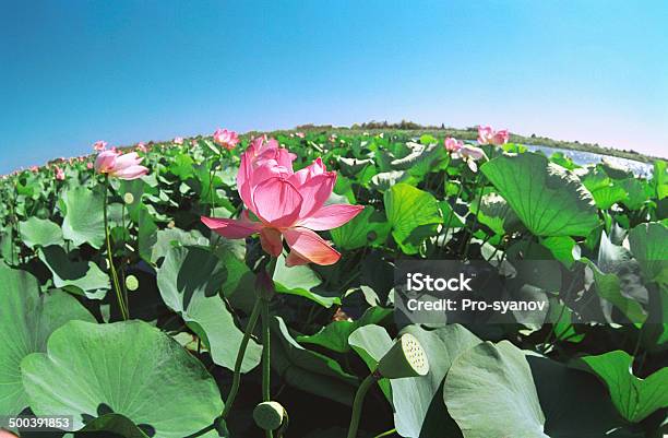 Florecer Lotus Artracán Región Con Rusia Foto de stock y más banco de imágenes de Aire libre - Aire libre, Armonía - Concepto, Astracán