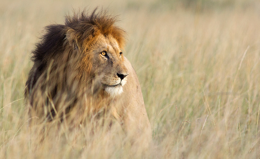 Profile of large male lion in high grass and warm evening light - Masai Mara, Kenya
