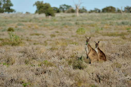 Kangaroo, Outback Australia,