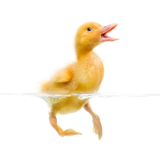 istock Duckling (7 days old) swimming and quacking, isolated on white 500392609
