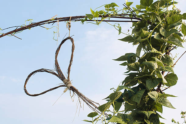 Bean plant and  heart stock photo