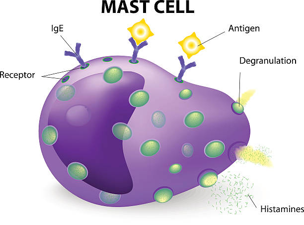 mast cell or a mastocyte, labrocyte vector art illustration