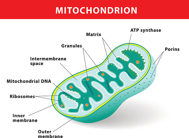 Mitochondrion vector illustration Structure mitochondrion diagram. mitochondrion organelle found in most eukaryotic cells. human cell nucleus stock illustrations