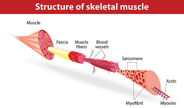 Structure of skeletal muscle Vector illustration. Muscle Tissues. Each skeletal muscle fiber has many bundles of myofilaments. Each bundle is called a myofibril. This is what gives the muscle its striated appearance. The contractile units of the cells are called sarcomeres. myosin stock illustrations