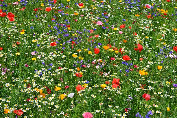 flower meadow stock photo