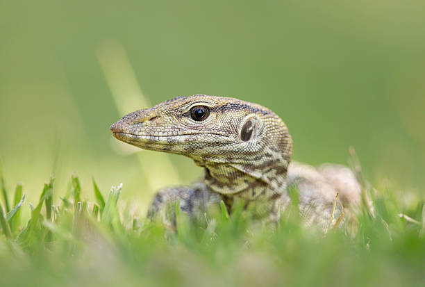 istock Juvenile Clouded monitor (Varanus nebulosus) 500393761