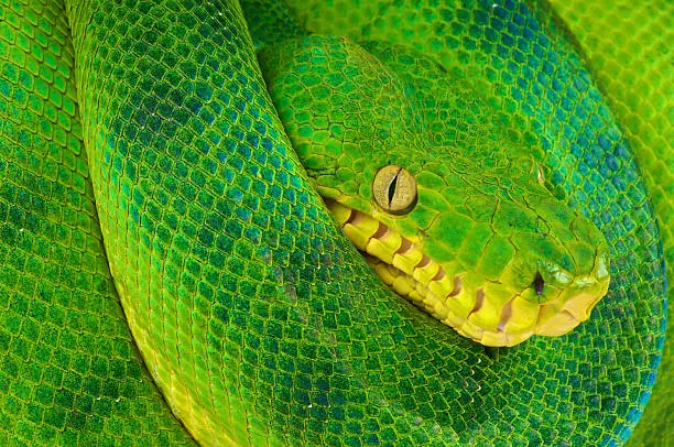 The Emerald tree boa is a large tree snake found in the Northern Amazon. These snakes are actually very well camouflaged between the rain forest leafs.