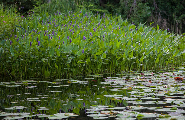 istock purple marsh flowers and reflections 500394519