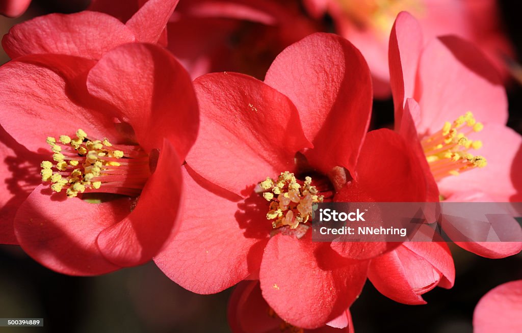 flowering quince  Chaenomeles Flowering quince, genus Chaenomeles, blooms in late winter or early spring. Blossom Stock Photo