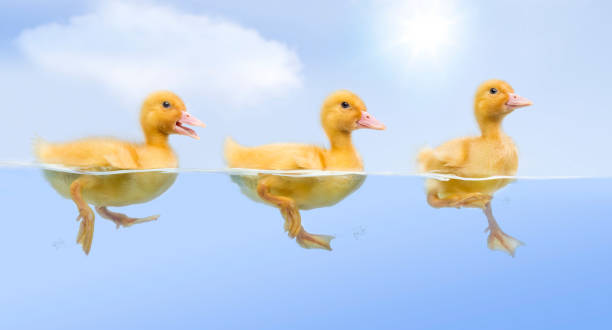 istock Ducklings floating and swimming in a raw (7 days old) 500394993