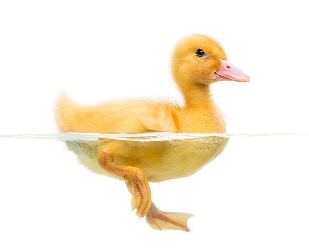 istock Duckling (7 days old) swimming, isolated on white 500395007