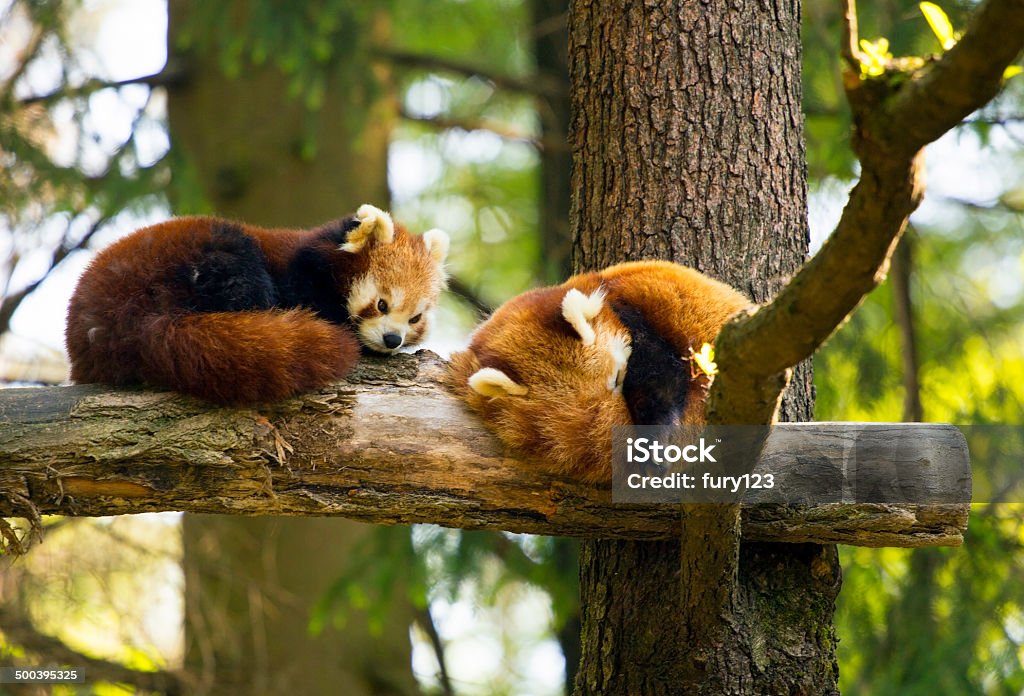 Pair of red pandas. Pair of red pandas resting on the tree trunk. Animal Stock Photo