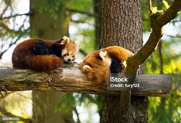 Pair Of Red Pandas Stock Photo - Download Image Now - Animal, Animal Hair, Animal Wildlife