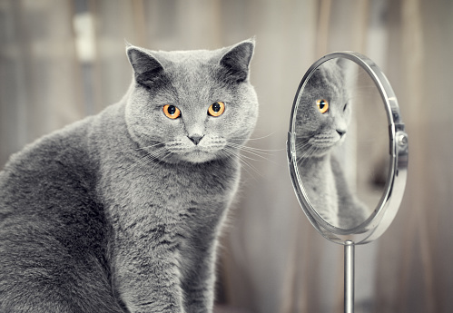 Gray cat in front of a mirror.