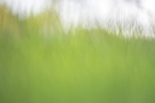 istock blurred grass out of focus tropical green grass field abstract 500396470