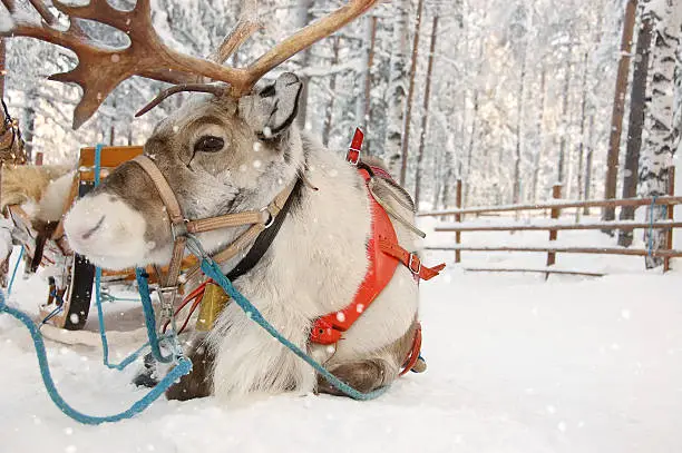 A Scandinavian reindeer waits in the late afternoon on a snowy day for someone to hop in his sleigh.