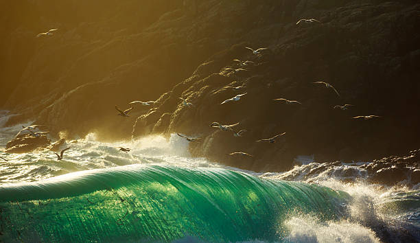 pássaros voando sobre o mar grandes ondas quebrando storm - rugged coastline - fotografias e filmes do acervo