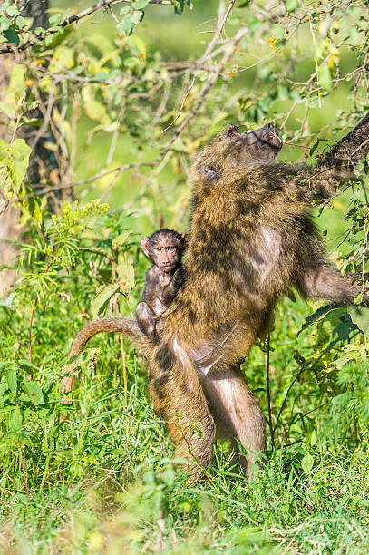 Baboon Rear View 170+ Baboon Rear Stock Photos, Pictures & Royalty-Free Images - iStock
