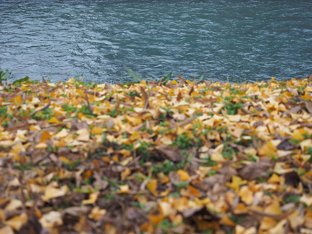 istock River bank in autumn 500398768