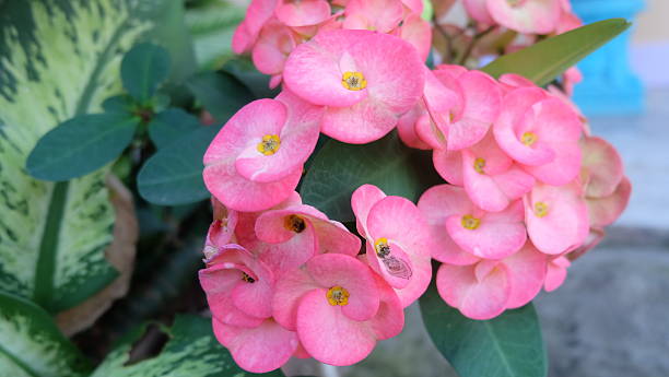 istock Euphorbia milii 500399442