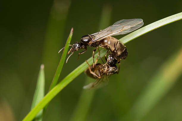 istock Two flying ants on a blade of grass. 500400228