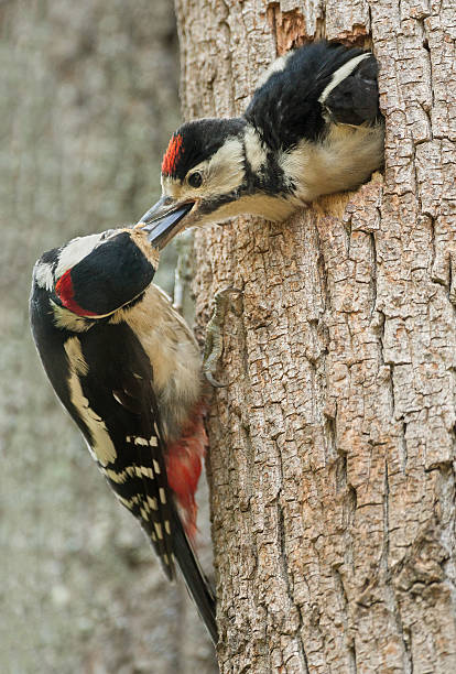 istock Male great spotted woodpecker feeding a young bird 500400816