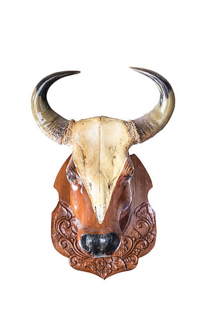 istock Wood buffalo skull lacquer isolated 500401632