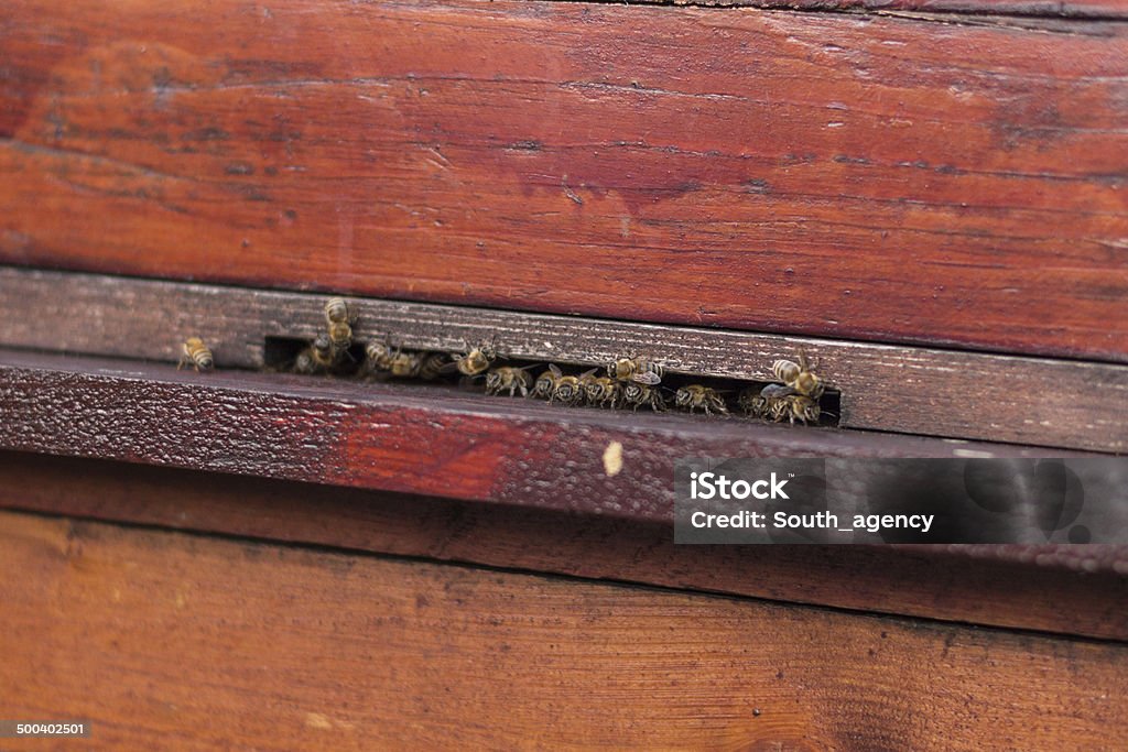 ミツバチのグループにお越しの際は、ヴィンテージビーハイブ - ハナバチのロイヤリティフリーストックフォト