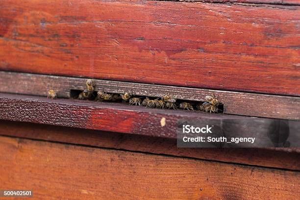 Группа Honeybees Летать В Винтажный Улей — стоковые фотографии и другие картинки Горизонтальный - Горизонтальный, Дыра, Животноводство