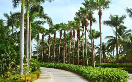 Palms tree. Florida USA